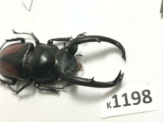 K1198 Unmounted Beetle Lucanus 70mm ?? Vietnam Central