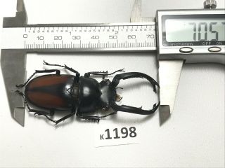 k1198 unmounted Beetle Lucanus 70mm ?? Vietnam central 2