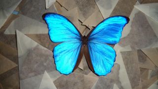 Of 100 A - Real Butterfly Blue Morpho Didius Unmounted Wings Closed