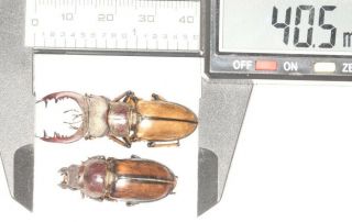 Lucanidae Lucanus Delavayi 40.  5mm P S.  Sichuan