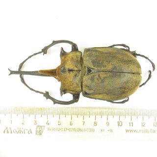 Coleoptera Dynastinae Megasoma Occidentalis 110 Mm / Male / Mexico