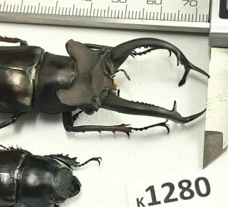 K1280 Unmounted Beetle Lucanus Dongi 73mm ?? Vietnam Central