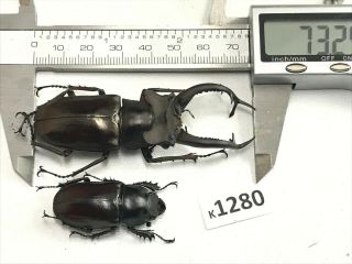 k1280 unmounted Beetle Lucanus Dongi 73mm ?? Vietnam central 2