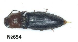 Coleoptera Elateridae Gen.  Sp.  Indonesia N.  Sumatra 5mm