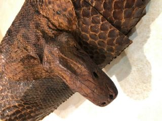 Antique Vintage Taxidermy Red Python Snake Skin 146 " Inches W/ Head Museum Qual