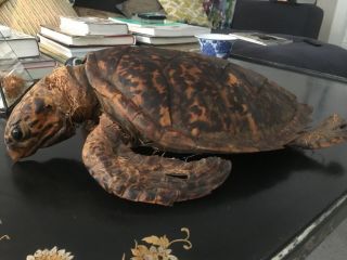 Antique Large Taxidermy Turtle,  50cm