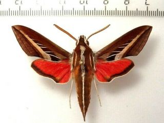 Sphingidae Basiothia Schenki,  Male.  South African Rep.  Rare