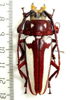 Prioninae Callipogon Lemoinei,  Male Costa Rica.  Large 55 Mm Very Rare