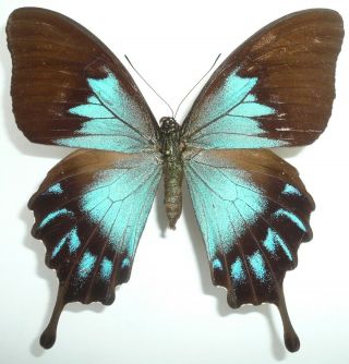 Papilio Ulysses Telegonus Female From Muari Isl