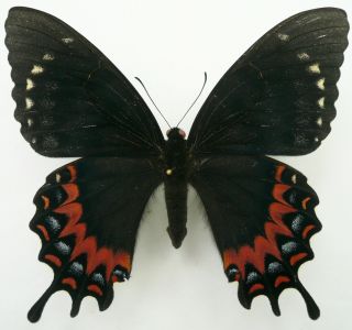 Papilio Garamas Electryon Female Form Amesia From El Salvador (right Tail Repair