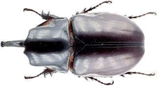 Insect - Dynastidae Heterogomphus Mirabilis - N.  Peru - Giant Pair 57mm.