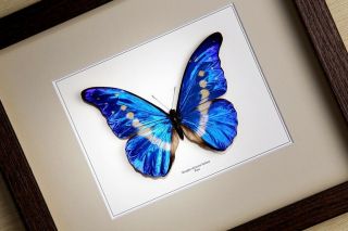 Morpho Rhetenor Helena - Real Framed Butterfly Insect Taxidermy