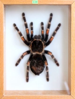 Unique Real Tarantula (mexican Flame Knee) Taxidermy - Mounted,  Framed