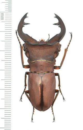 Lucanidae Cyclommatus Weinreichi 52mm From Png