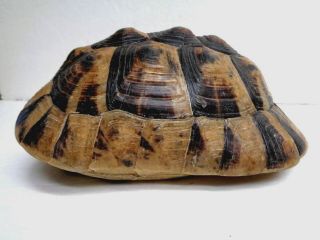 Hermann Tortoise Shell (testudo Hermanni) Taxidermy
