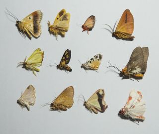 1000 small moths from Mt.  Bawang.  West Kalimantan 2