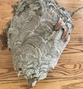 Wasp Nest Branch Real Paper