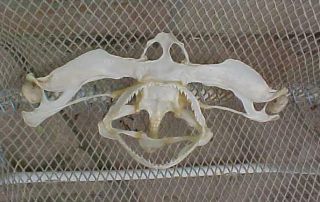 Taxidermy,  Collectible,  Shark Fish Skull,  Skeleton,  Hammerhead Shark Jaw Skull