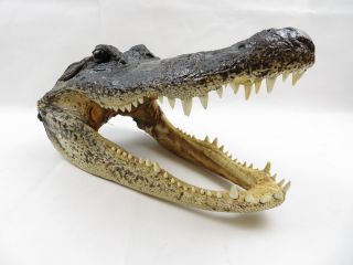 Large 13 " Real American Alligator Head Taxidermy Florida Gator Head