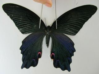Pa4583.  Unmounted Butterflies: Papilio Dialis.  Central Vietnam.  Female