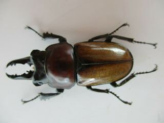45423.  Lucanidae: Neolucanus baongocae.  Vietnam South.  37mm 3