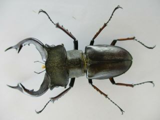 45551.  Lucanidae: Lucanus fujitai.  Vietnam North.  61mm.  big size 3