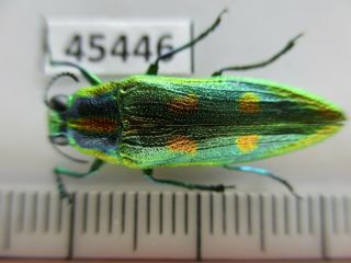 45446.  Buprestidae,  Chrysochroa Sp?.  Vietnam North