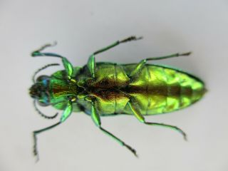 45446.  Buprestidae,  Chrysochroa sp?.  Vietnam North 2