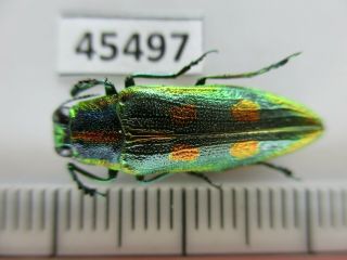 45497.  Buprestidae,  Chrysochroa Sp?.  Vietnam North