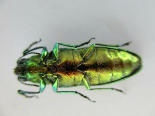 45497.  Buprestidae,  Chrysochroa sp?.  Vietnam North 2