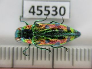 45530.  Buprestidae,  Chrysochroa Sp?.  Vietnam North