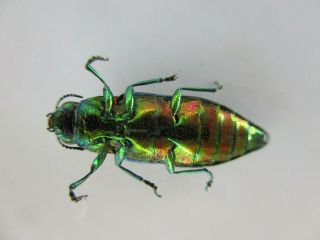 45530.  Buprestidae,  Chrysochroa sp?.  Vietnam North 2