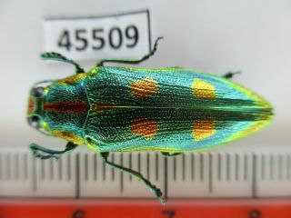 45509.  Buprestidae,  Chrysochroa Sp?.  Vietnam North