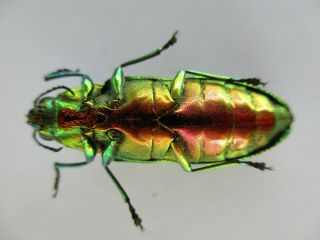 45509.  Buprestidae,  Chrysochroa sp?.  Vietnam North 2