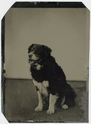 Wonderful Dog Very Large Tintype