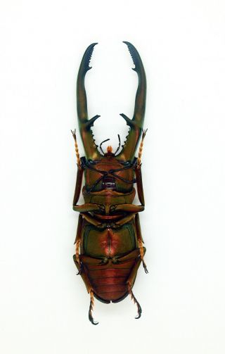 Insect - Lucanidae - Cyclommatus chewi (m) 75mm - Trus Madi,  Sabah,  Borneo C75 11
