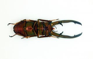 Insect - Lucanidae - Cyclommatus chewi (m) 75mm - Trus Madi,  Sabah,  Borneo C75 12