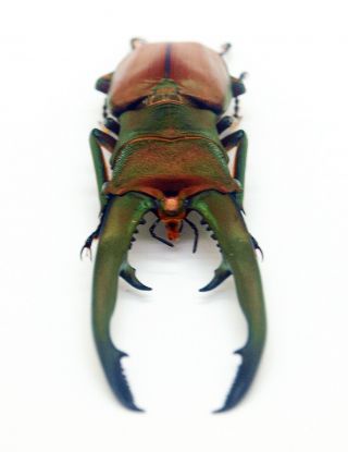 Insect - Lucanidae - Cyclommatus chewi (m) 75mm - Trus Madi,  Sabah,  Borneo C75 2