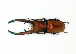 Insect - Lucanidae - Cyclommatus chewi (m) 75mm - Trus Madi,  Sabah,  Borneo C75 6