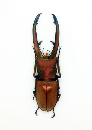 Insect - Lucanidae - Cyclommatus chewi (m) 75mm - Trus Madi,  Sabah,  Borneo C75 7