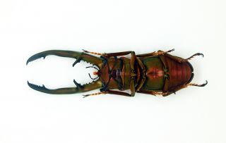 Insect - Lucanidae - Cyclommatus chewi (m) 75mm - Trus Madi,  Sabah,  Borneo C75 8