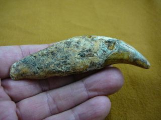 (cave - 259 - 14) 4 - 3/8 " Extinct Fossil Cave Bear Tooth Canine Romania Teeth