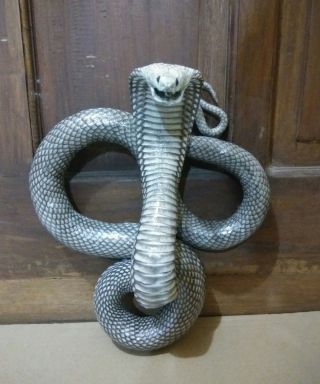 100 Real Snake Cobra Odities Taxidermy Statue (inside Filled) _2a