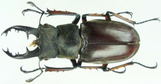 Insect - Lucanus Bidentis Sp.  Nov.  - China - Male 43mm.