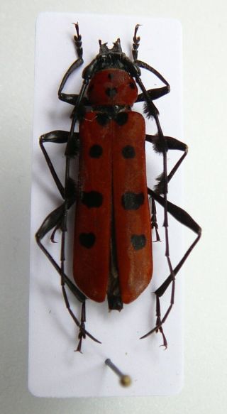 Set 5 Species Rosalia Eurybatus Cerambycidae Beetles