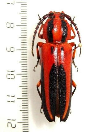 Cerambycidae Metopocoilus Quadrispinosus.  Bresil.  Large 42 Mm Very Rare