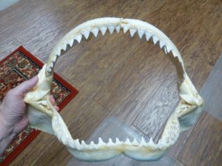 Sj30 - 100 - 1) 16 " Bull Shark Jaw Teeth Taxidermy Love Sharks Ichthyology Science