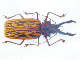 Monster Macrodontia Cervicornis Male Giant Xxl Size 142mm,  Peru