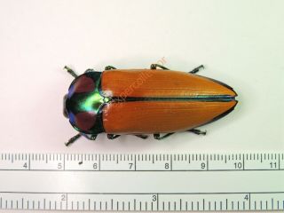 Buprestidae - Calodema Regale Blairi From Png Top Rarity Kfb034