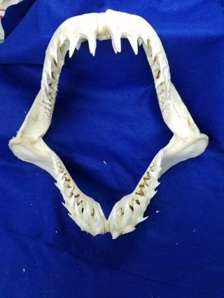 21 " ×18 " Mako Shark Jaws Tooth Teeth Taxidermy Mount Skull Skeleton Real Bone